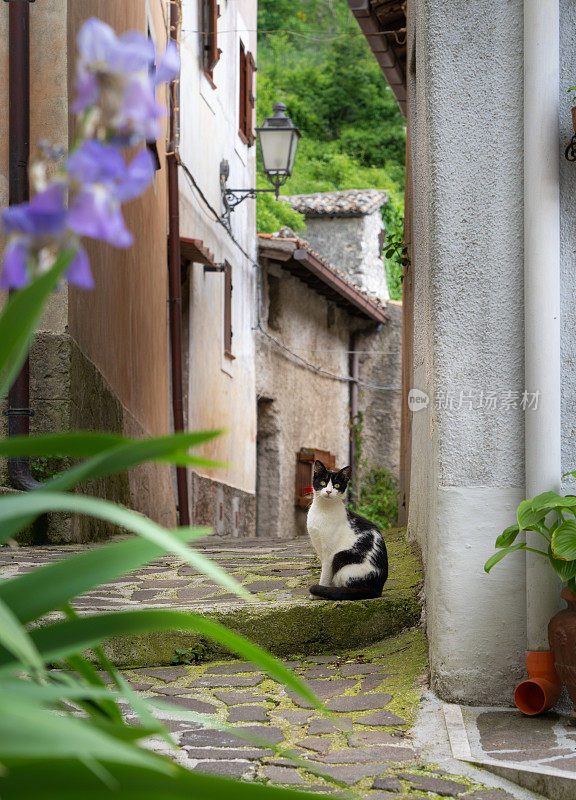 一只猫在一条狭窄的巷子里，罗马Cervara di Roma，拉齐奥意大利